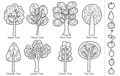 Doodle fruit trees black and white collection. Different trees set for coloring Stock Illustration