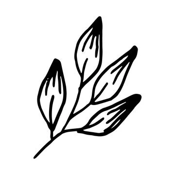 Doodle hand drawn leaf isolated on white background. Stock Illustration