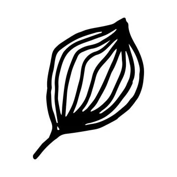 Doodle hand drawn leaf isolated on white background. 스톡 일러스트