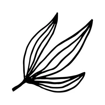 Doodle hand drawn leaf isolated on white background. Stock Illustration