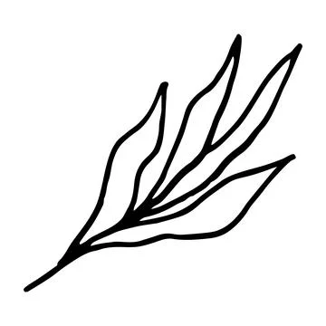 Doodle hand drawn leaf isolated on white background. Stock Illustration