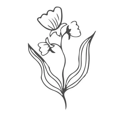 Doodle hand drawn leaves, foliage, cute elegant aesthetic plant isolated on Stock Illustration