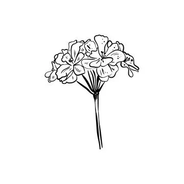 Doodle hydrangea  flower sketch. Stock Illustration