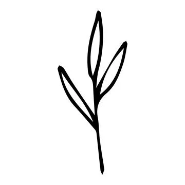 Doodle leaf branch. Stock Illustration