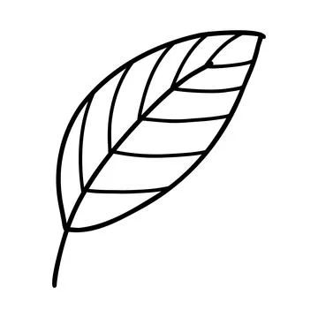 Doodle line leaf. Vector illustration of linear leaves Stock Illustration