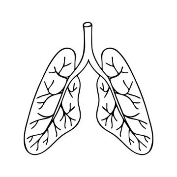 Doodle of Lungs isolated on white background. Stock Illustration