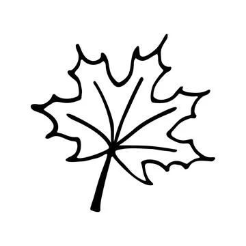Doodle maple leaf. Hand drawn vector illustration Stock Illustration