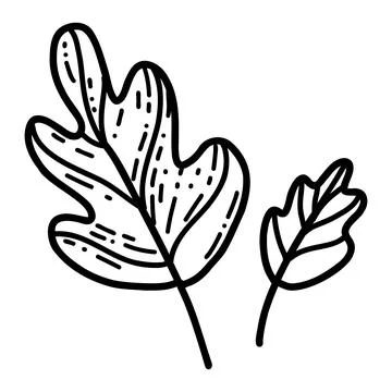 Doodle oak leaf. Vector illustration of linear leaves Stock Illustration