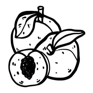 Doodle peach. Includes full and sliced peaches i Stock Illustration
