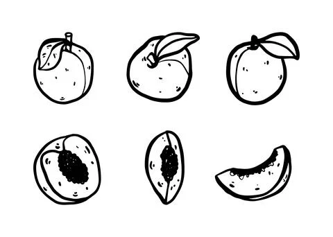 Doodle peach set. Includes whole peach, half, and quarter pieces Stock Illustration