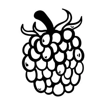 Doodle raspberry illustration isolated on a white background. Simple black .. Stock Illustration