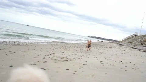 Doodle running towards the camera 4k Vídeos de archivo 145881261