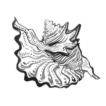 Doodle sea shell hand drawn outline sketch in gray black halftones. Stock Illustration