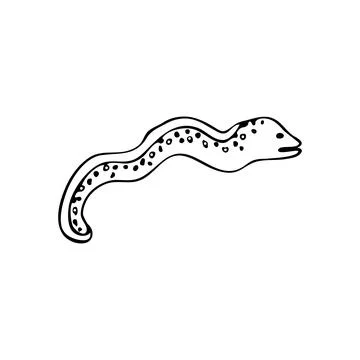 Doodle sea snake, moray eel fish. Inhabitant of the coral reef. Animal of the Stock Illustration