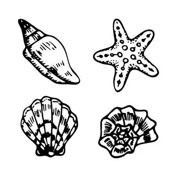 Doodle seashells set. Pearl skeleton mollusk, starfish. Hand drawn vector ske Stock Illustration