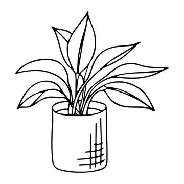 Doodle of spathiphyllum in pot. Stock Illustration