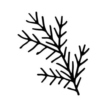 Doodle spruce tree branch line art. Forest nature. Hand drawn vector illustra Stock-Illustration