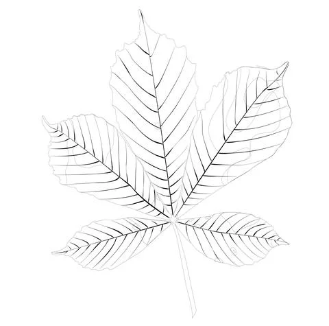 Doodle style chestnut leaf. Vector stock illustration isolated on white backg Stock Illustration