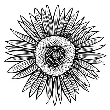 Doodle sunflower contour Illustrazione stock