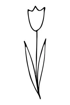 Doodle of tulip isolated on white background. Stock Illustration