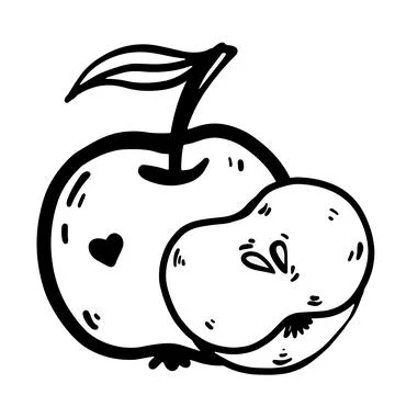 Doodle vector illustration of an apple, showing whole and half apple. Stock Illustration