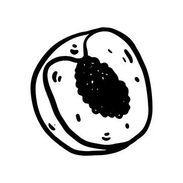 Doodle vector peach illustration, hand drawn. Stock Illustration