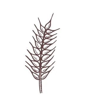Doodle wheat isolated on white background. Stock Illustration