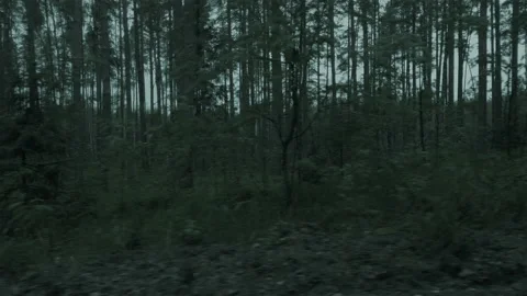 Dooly shot, slide driving through a dark gloomy forest in rainy cloudy weather Video stock 165391076