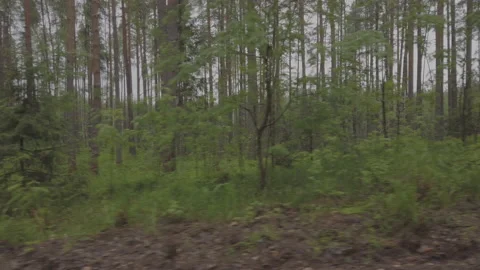 Dooly shot, slide driving through a dark gloomy forest in rainy cloudy weather Video stock 165837745