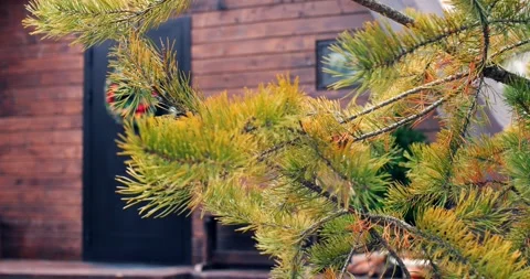 Door behind pine forest, adorned with Christmas wreath, captures Yuletide Stock Footage 256920639