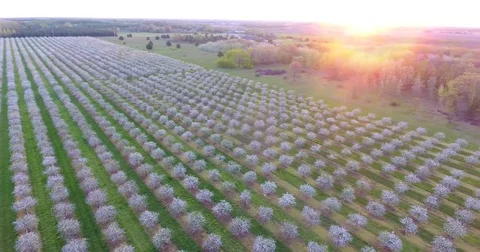 Door County Cherry Fields in full bloom in the sunrise sky Stock Footage 75873401