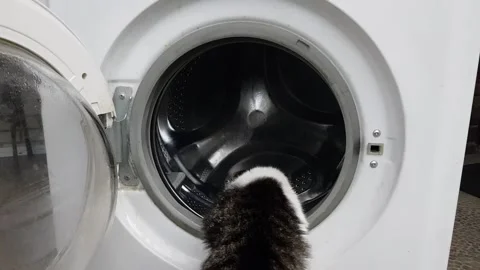 The door of the washing machine opens, and a cat climbs into it Stock Footage 201949813