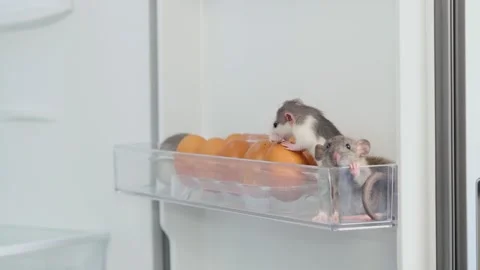 The door of a white refrigerator in the kitchen opens Stock Footage 263553434