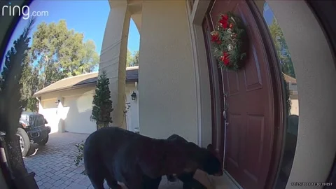 Doorbell Camera Shows Mama Bear and Cub Stock Video Pond5