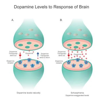 Dopamine Levels to Response of Brains. Stock Illustration