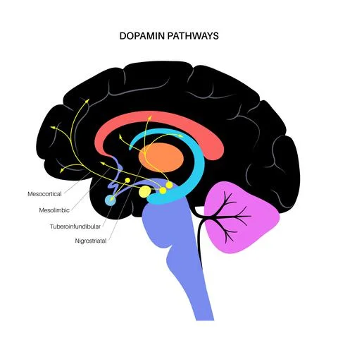 Dopamine pathway concept Illustrazione stock