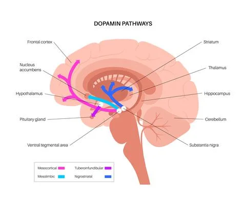 Dopamine pathway concept Stock Illustration
