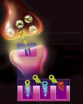  Dopamine synapse Synaptic cleft. At the level of the synaptic cleft, the ... Stock Photos