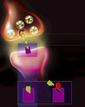  Dopamine synapse Synaptic cleft. At the level of the synaptic cleft, the ... Stock Photos