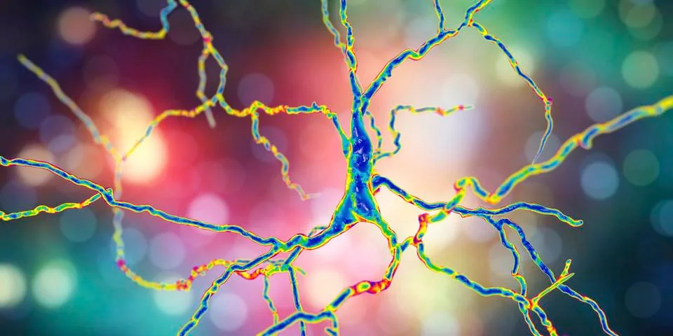 Dopaminergic neuron, computer reconstruction 库存插图