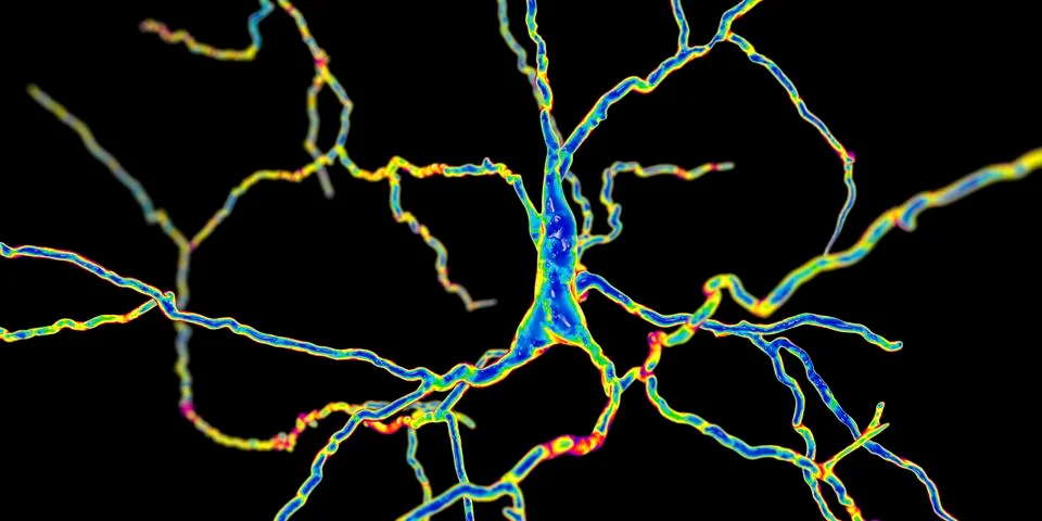 Dopaminergic neuron, computer reconstruction Illustrazione stock