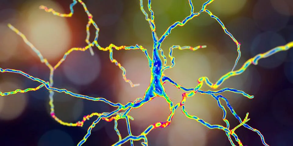 Dopaminergic neuron, computer reconstruction Illustrazione stock