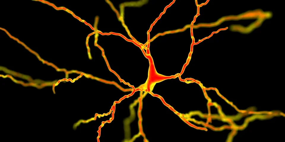 Dopaminergic neuron, computer reconstruction Illustrazione stock