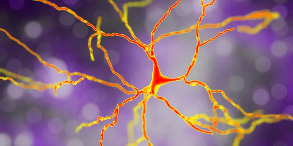 Dopaminergic neuron, computer reconstruction 库存插图
