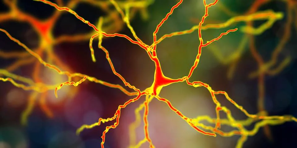 Dopaminergic neuron, computer reconstruction Illustrazione stock