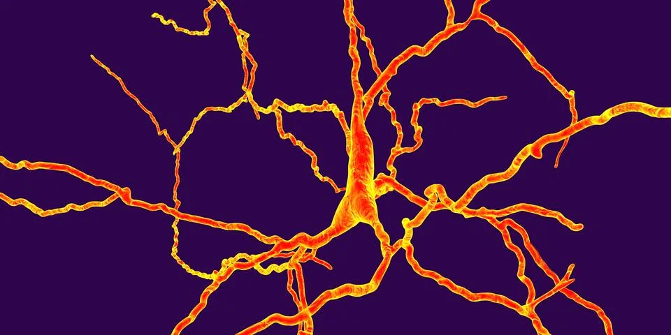 Dopaminergic neuron, computer reconstruction 库存插图