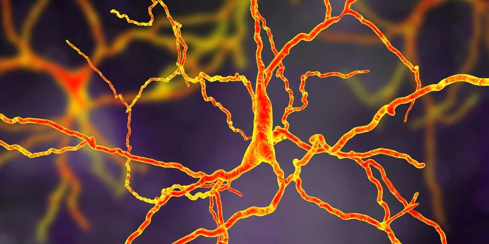 Dopaminergic neuron, computer reconstruction 库存插图