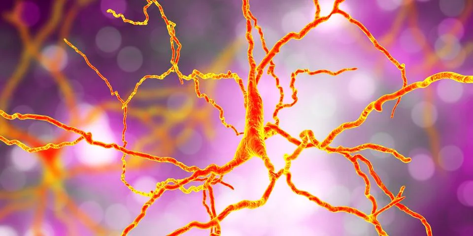 Dopaminergic neuron, computer reconstruction 库存插图