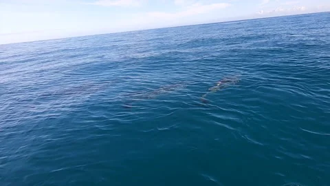 Dophins Just Below the Surface Stock Footage 138651988