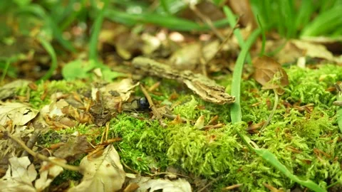 Dor Beetle Among Leaf Litter And Moss Carpet With Grass Blades, Low Angle Shot Stock Footage 336465408